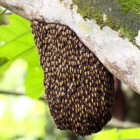 Natural honey